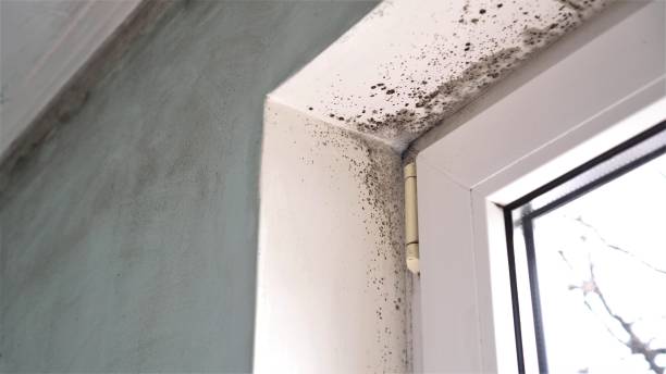 Best Certified Mold Removal  in New Paris, OH