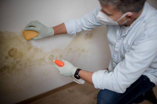 Best Fast Mold Removal  in New Paris, OH