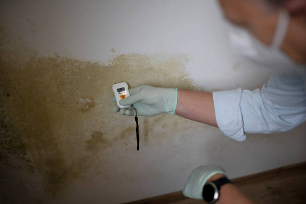 Best Black Mold Removal  in New Paris, OH