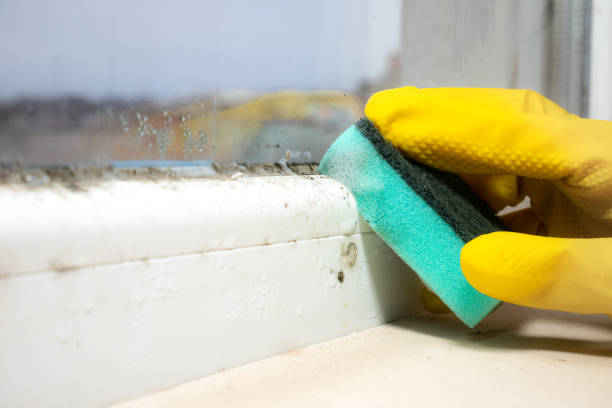 Mold Testing and Removal in New Paris, OH