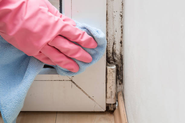 Best Crawl Space Mold Removal  in New Paris, OH