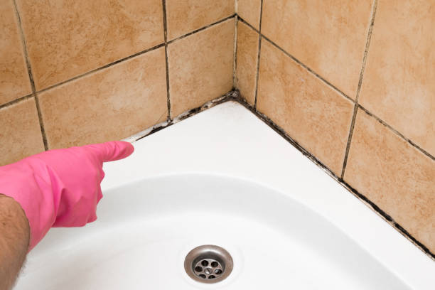 Attic Mold Removal in New Paris, OH
